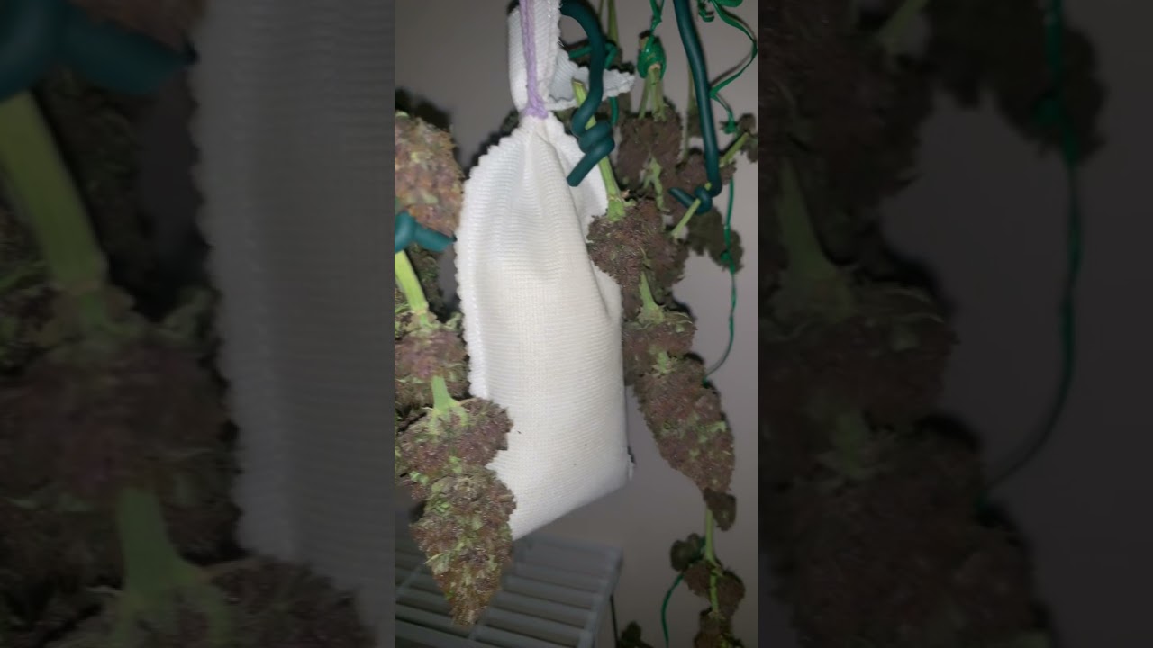 Purple lemonade auto