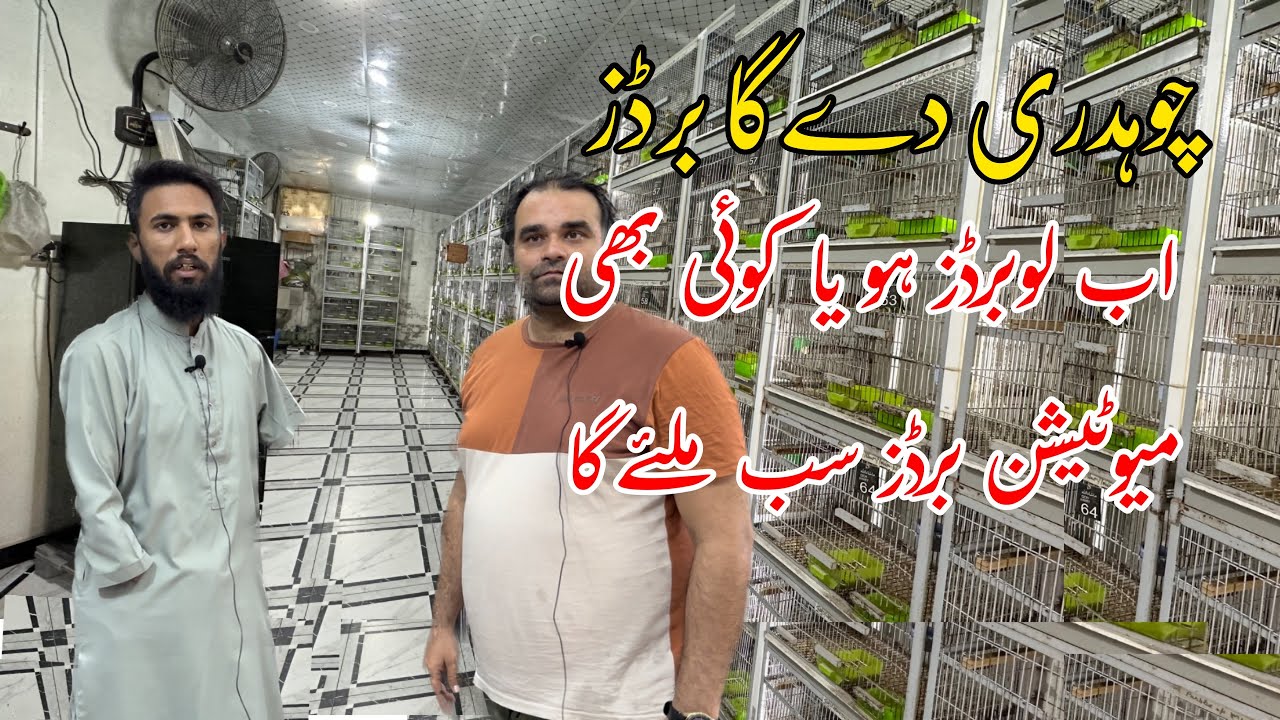 Visit lovebird 😇setup Qasim bhai😀چوہدری دےگا😉 کیا Faisalabad  Available 🦜birds  #viral