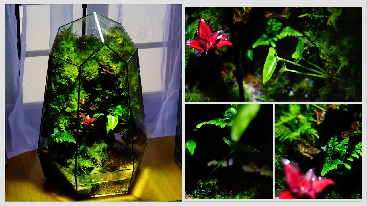 Relax with a terrarium: Instructions for making Terrariums