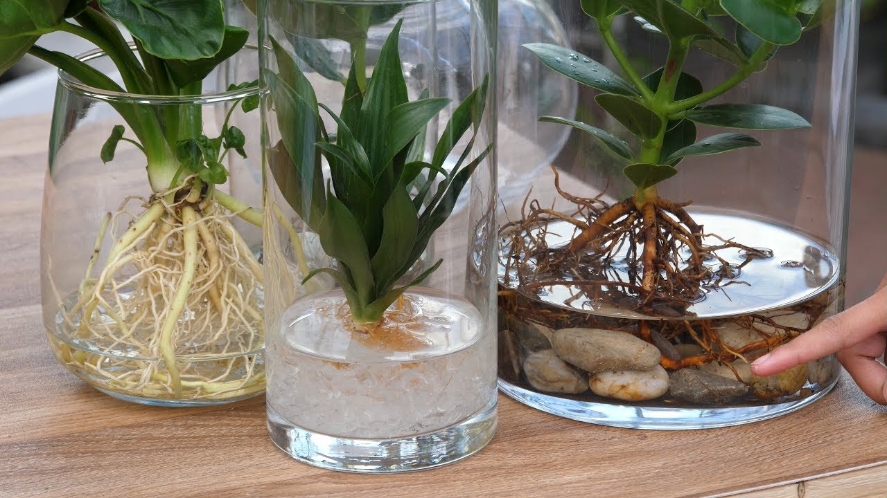 DIY - Neuer Trend Hydroponie: Pflanzen ohne Erde im Glas