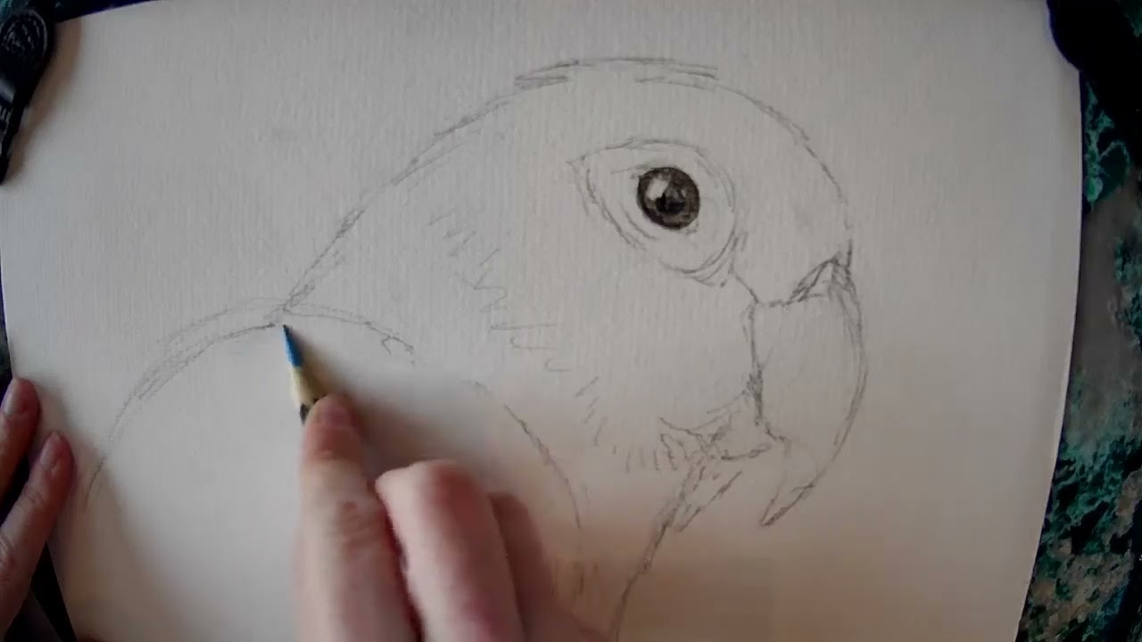 Drawalong with Pip - Lovebird