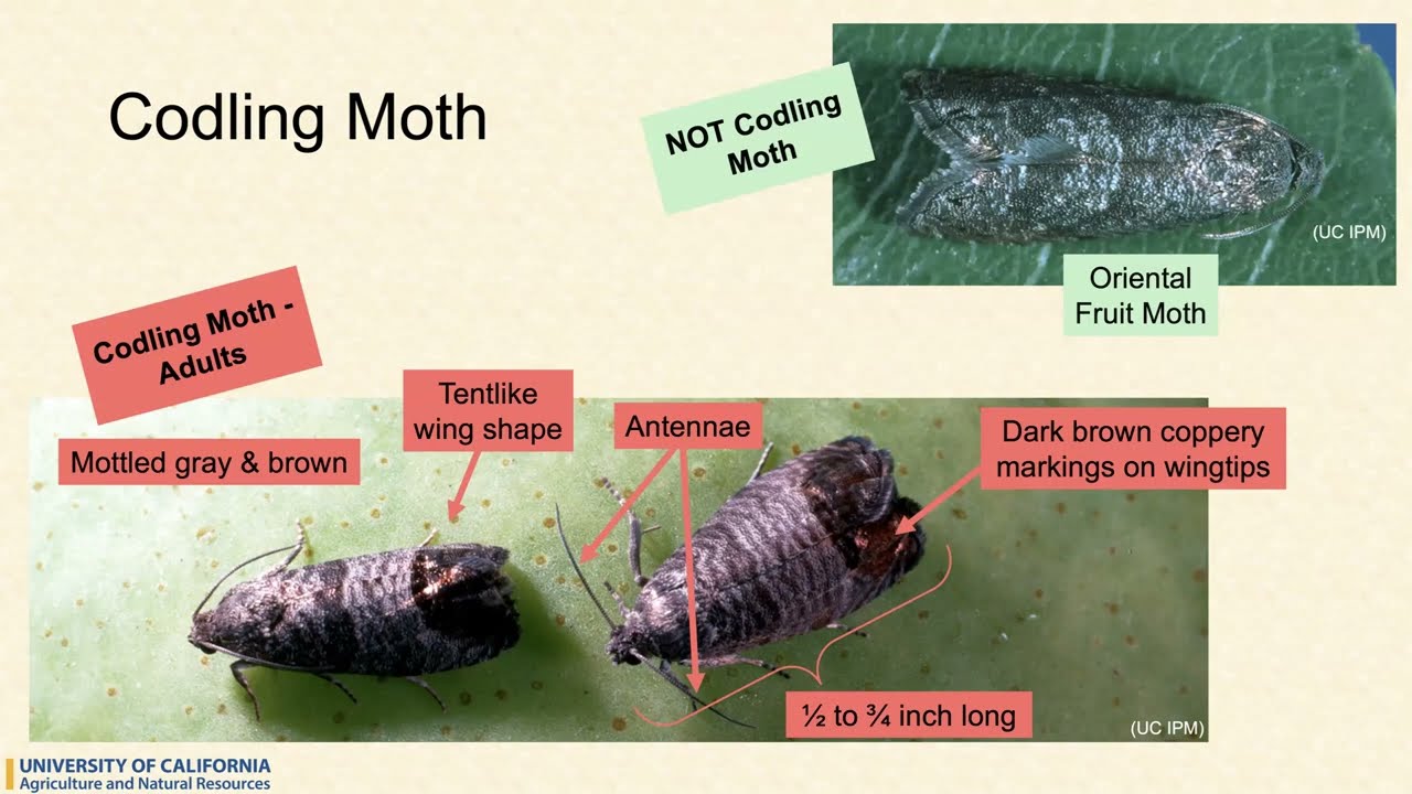 Pest Identification Examples