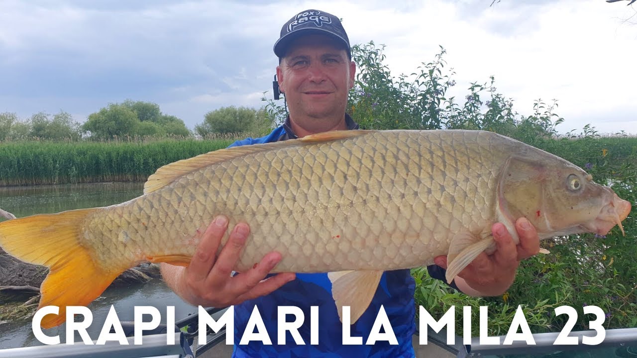 Pescuit la crap in Delta Dunarii, Mila 23