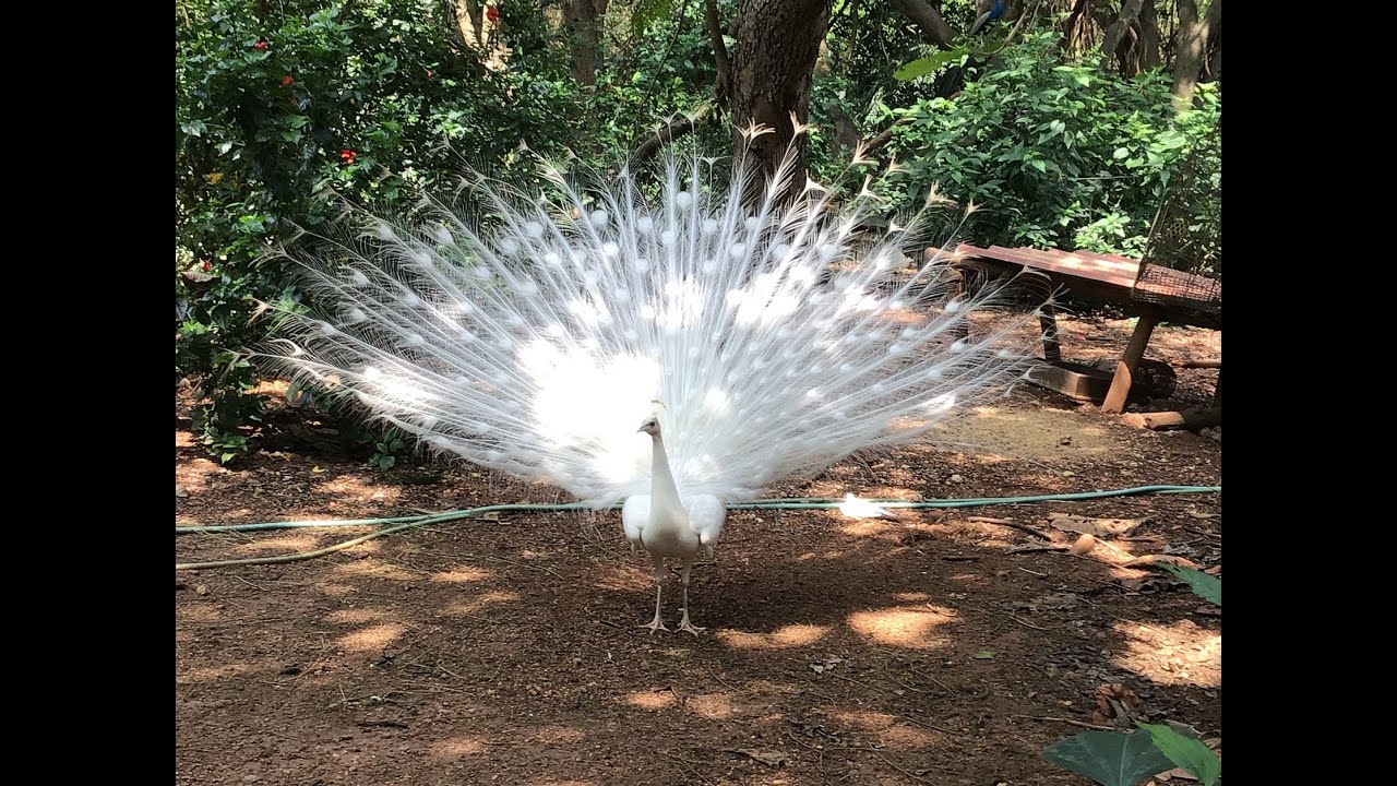 Beautiful White & Blue Peacocks Dancing side by side in Karanji Lake   Mysore  || Mysore Tourism
