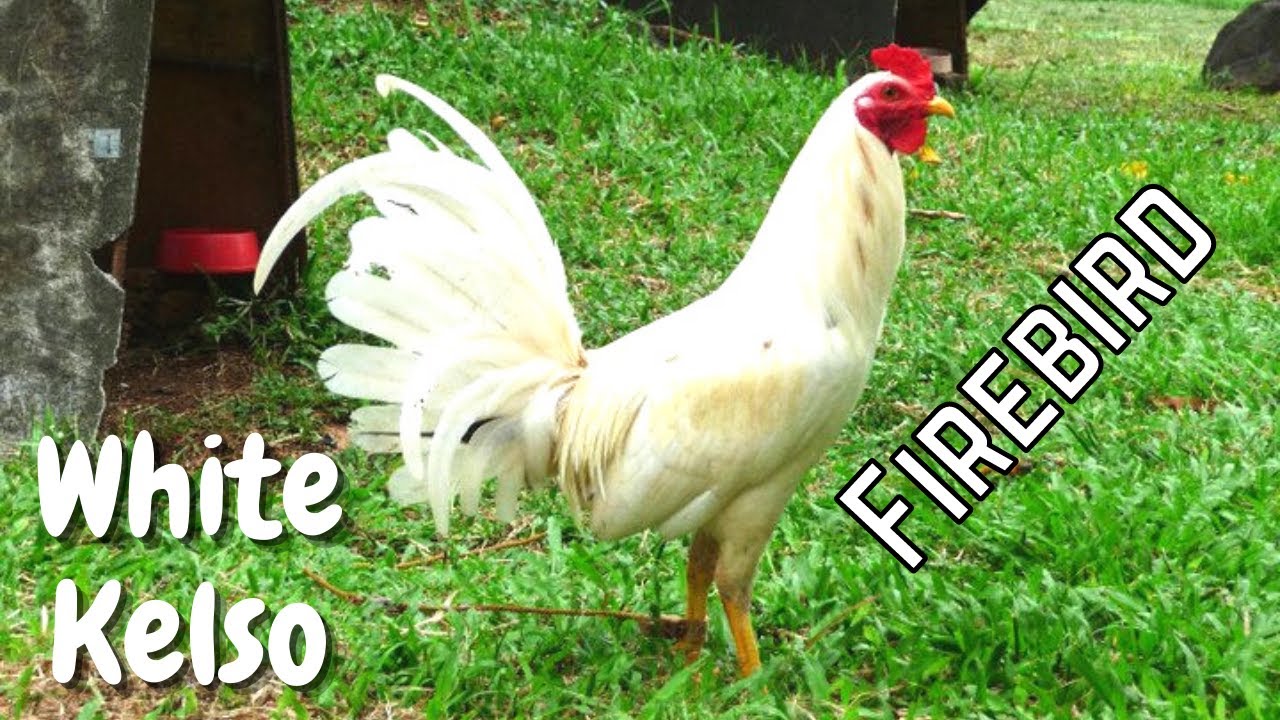 Biboy Enriquez | Celzo Evangelista  | WGE Poultry Expo