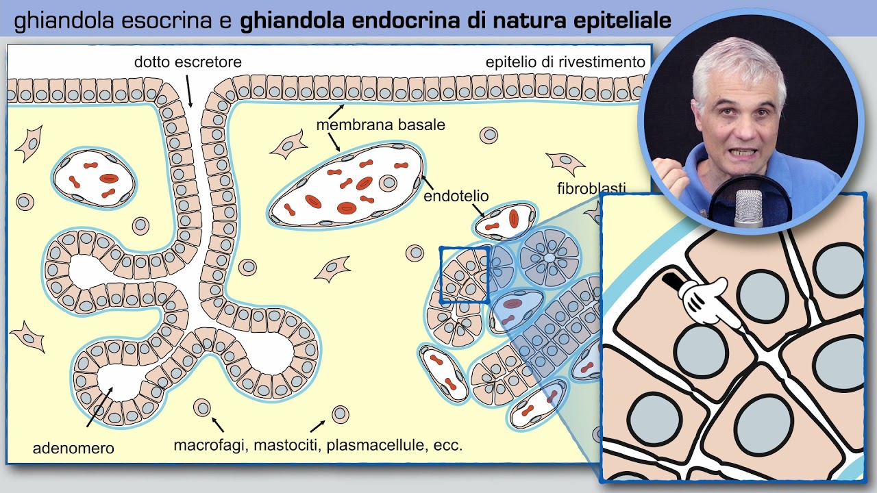Tessuto ghiandolare endocrino