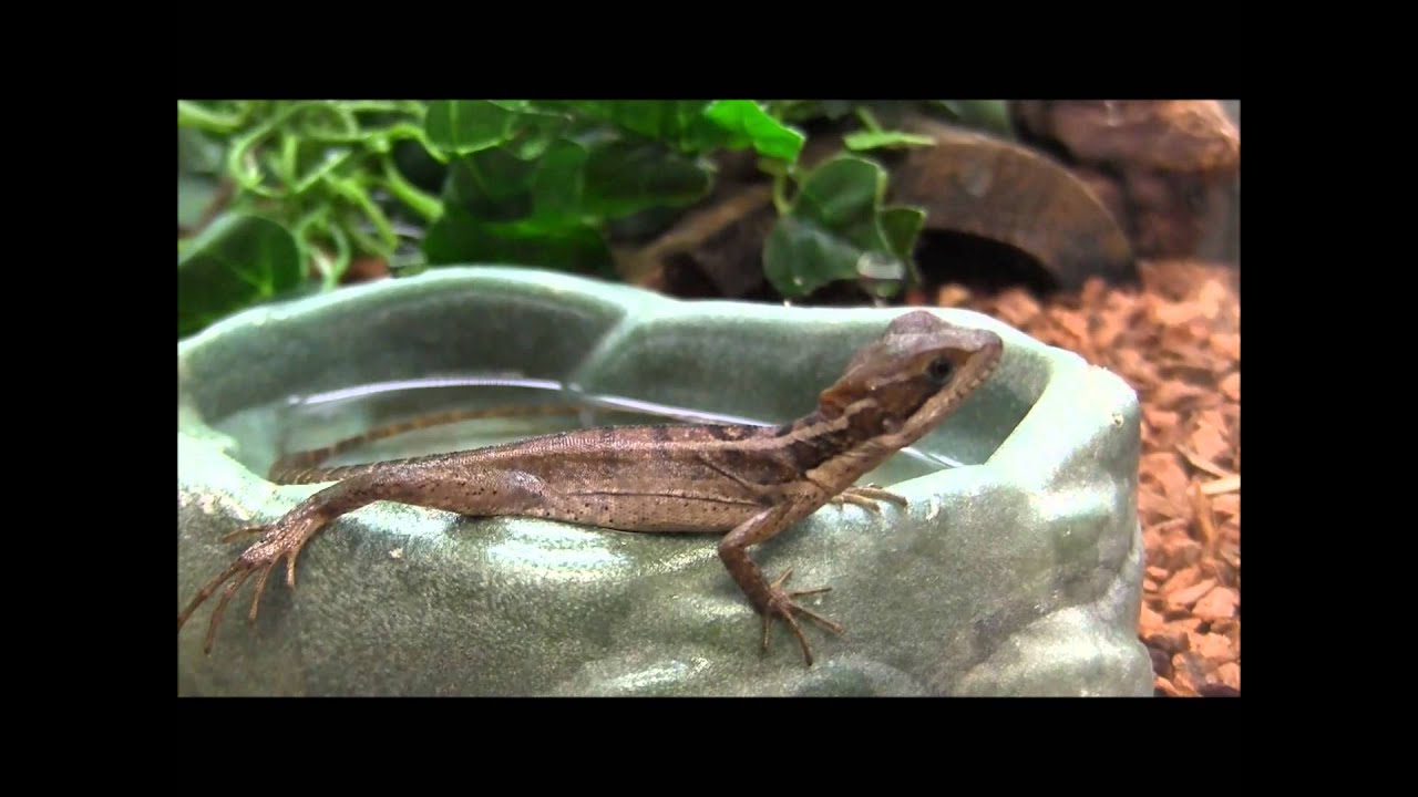 Baby Brown Basilisks