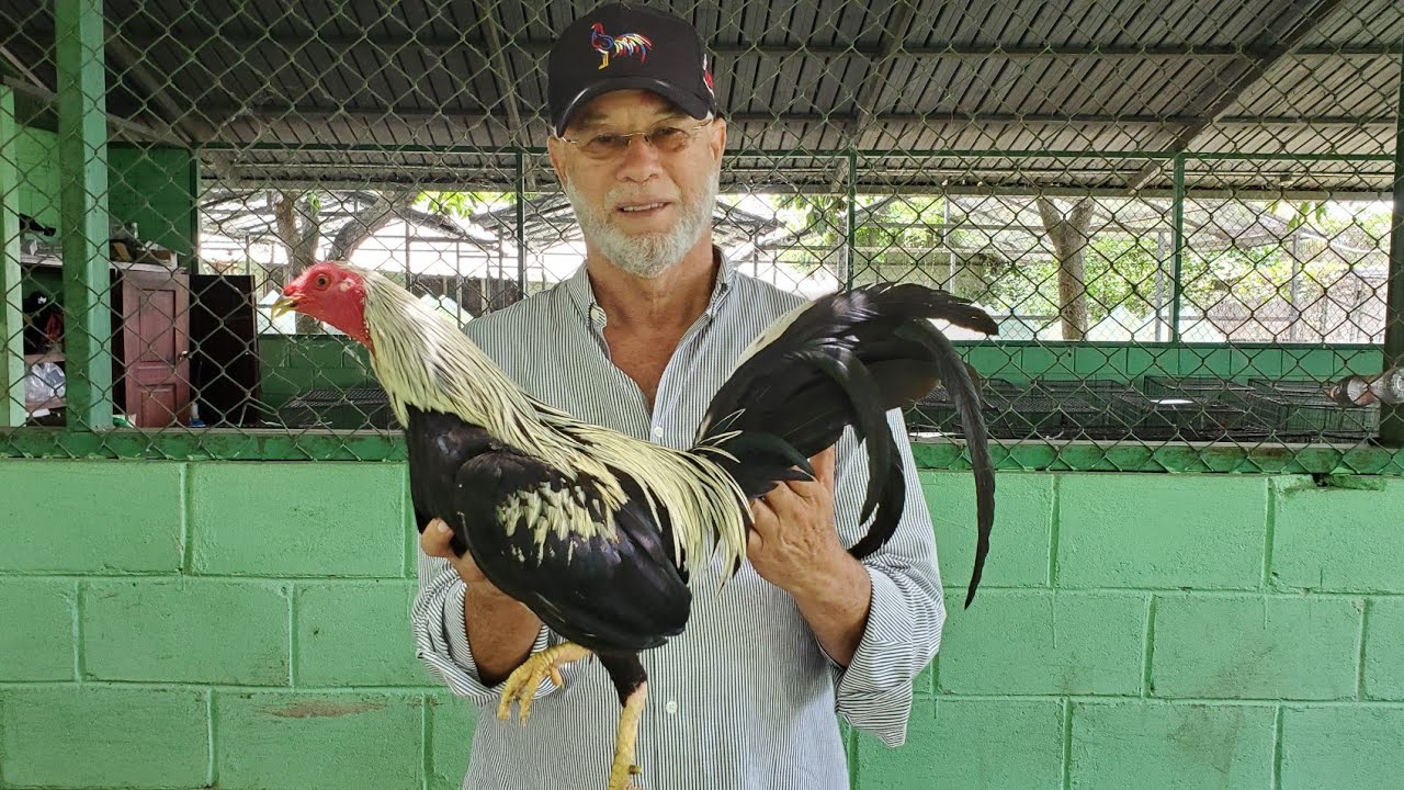 UN GALLO QUE VALE MAS QUE EL ORO.