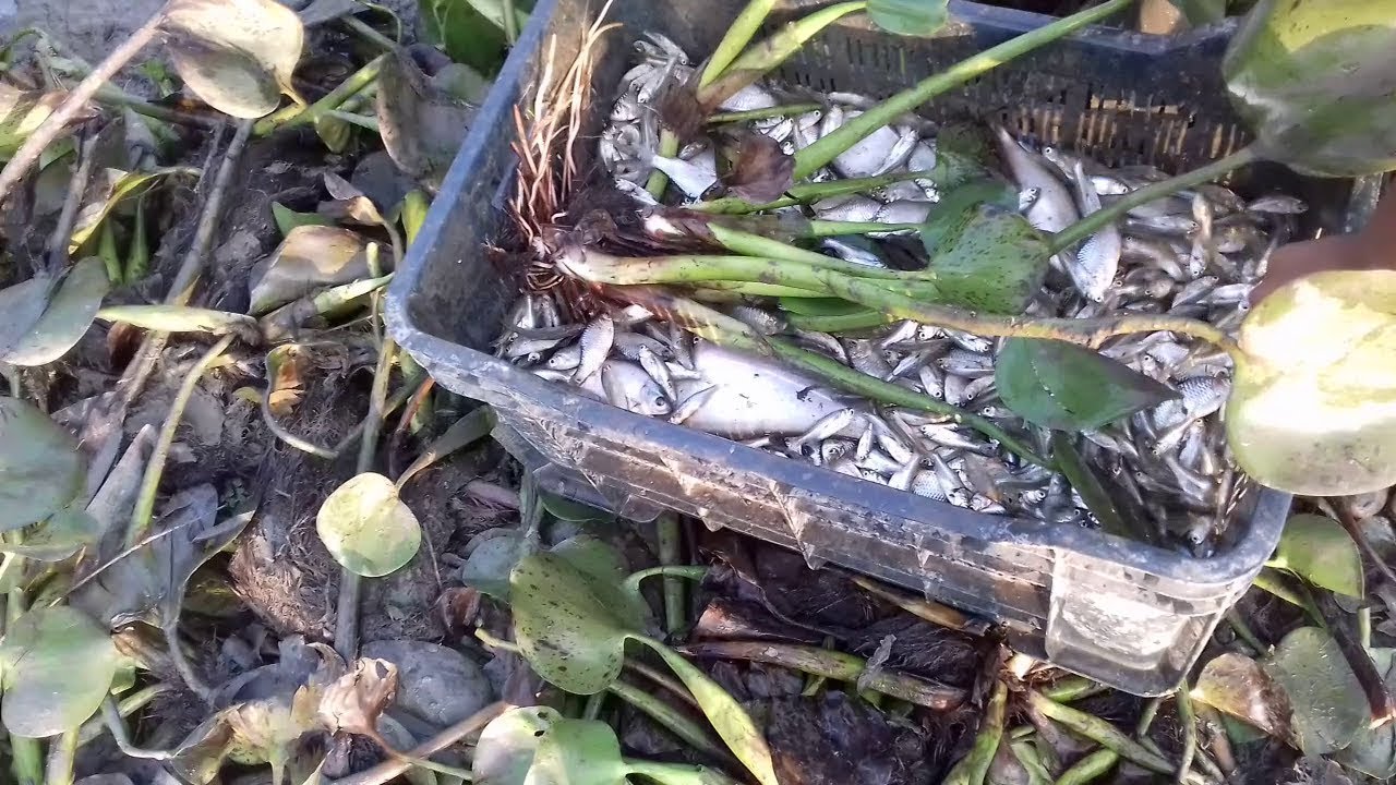 Amazing Fisherman Catch Million Fishes By Net In The Cannel