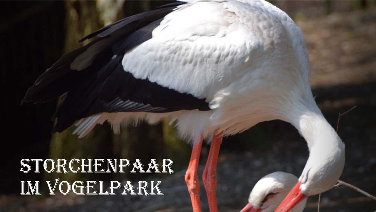 Storchenpaar im Vogelpark Walsrode