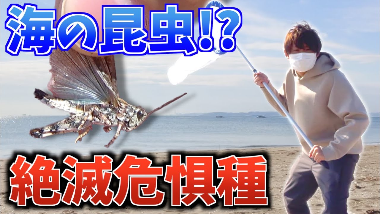 48.海に住む！？絶滅危惧種のバッタを探せ！[昆虫探検1600『むしはかせへの道』]