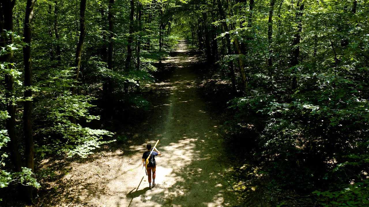Gelderland herstelt de bossen op de Veluwe