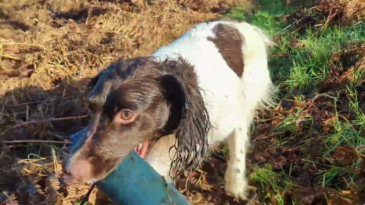 Tilly 2 Dec 25