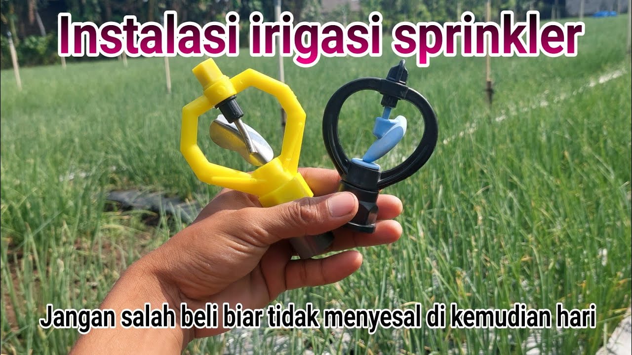 Perakitan dan pemasangan sprinkler di lahan calon bawang merah, tumpangsari dengan caberawit