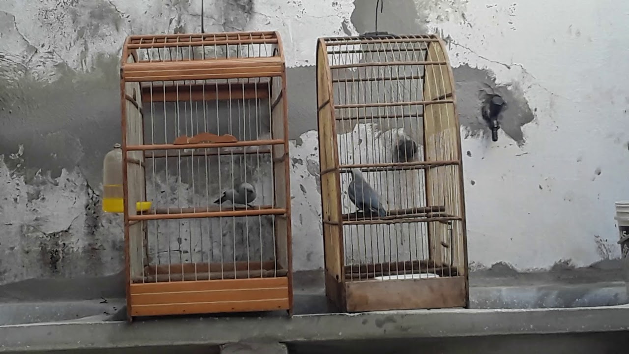 Azulzinhas show