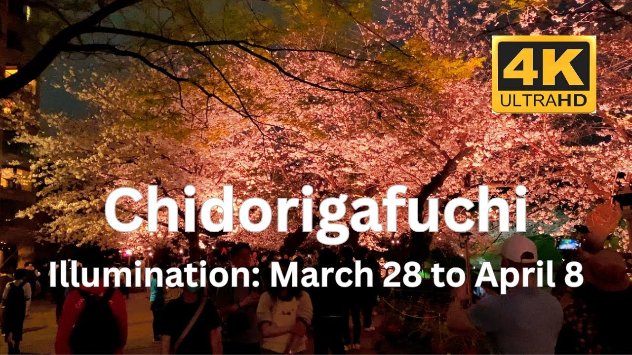 [2025-03-28] Chidorigafuchi Park Cherry Blossom Illumination 4K 2025 | Cherry Blossom Tokyo Japan