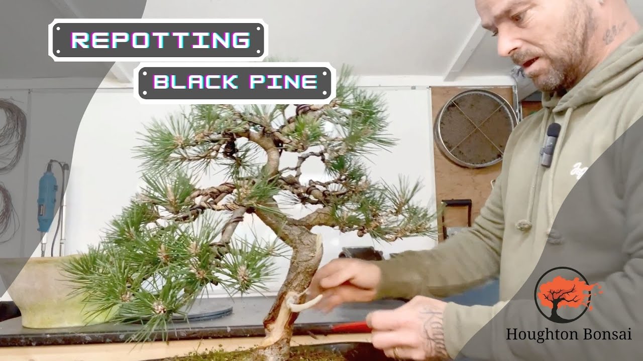 Repotting A Black Pine (May 2022)