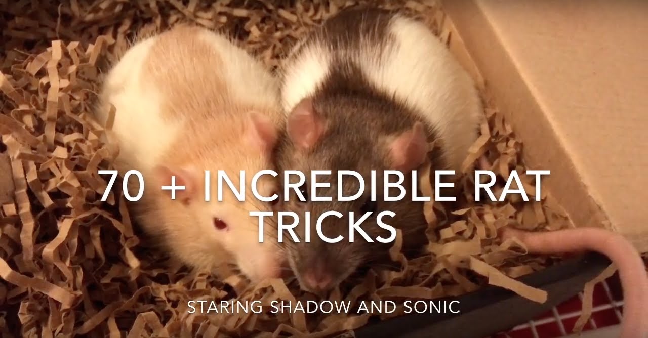 70 + Incredible Rat Tricks