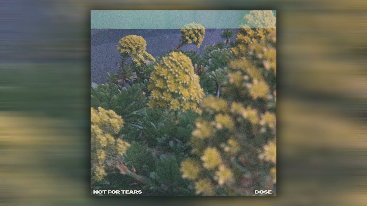 Not For Tears - dose