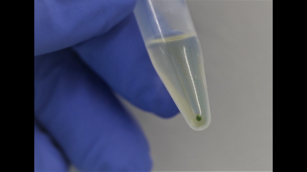 Nuclei isolation