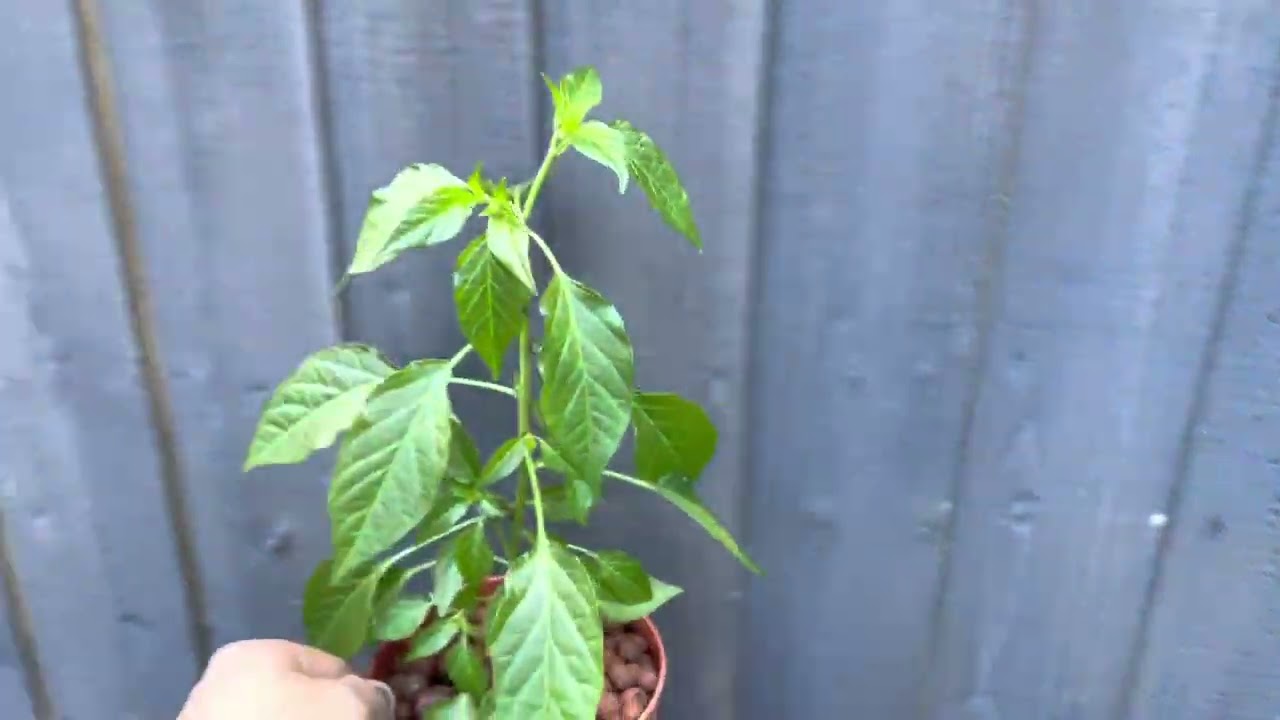 The problem with LECA (hydroton) outdoors. Still Excellent growth.
