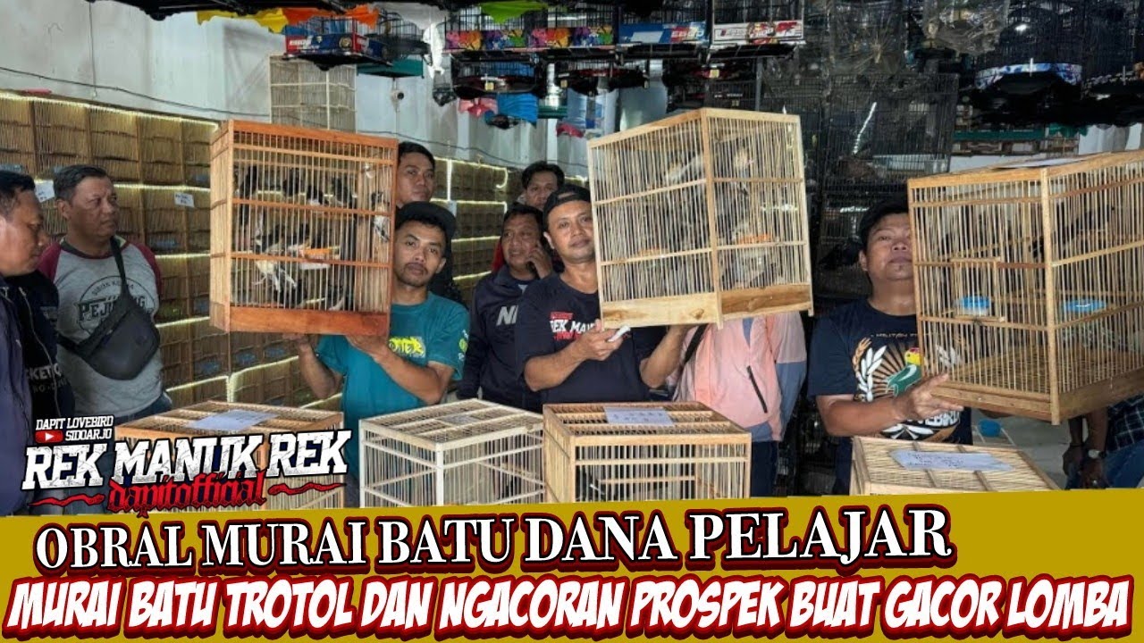 OBRAL MURAI BATU DANA PELAJAR !!! MURAI BATU TROTOL DAN NGACORAN PROSPEK BUAT GACO LOMBA