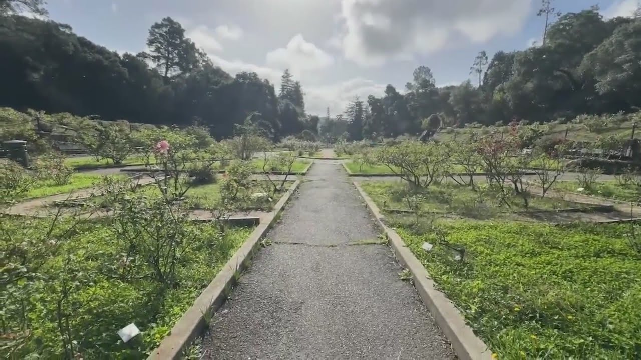 Vandalism to Oakland rose garden leaves community shocked