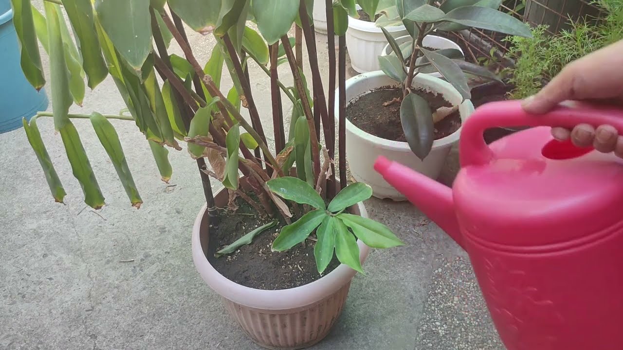 Insulin Plant - Pruning, Transplanting and some Tips