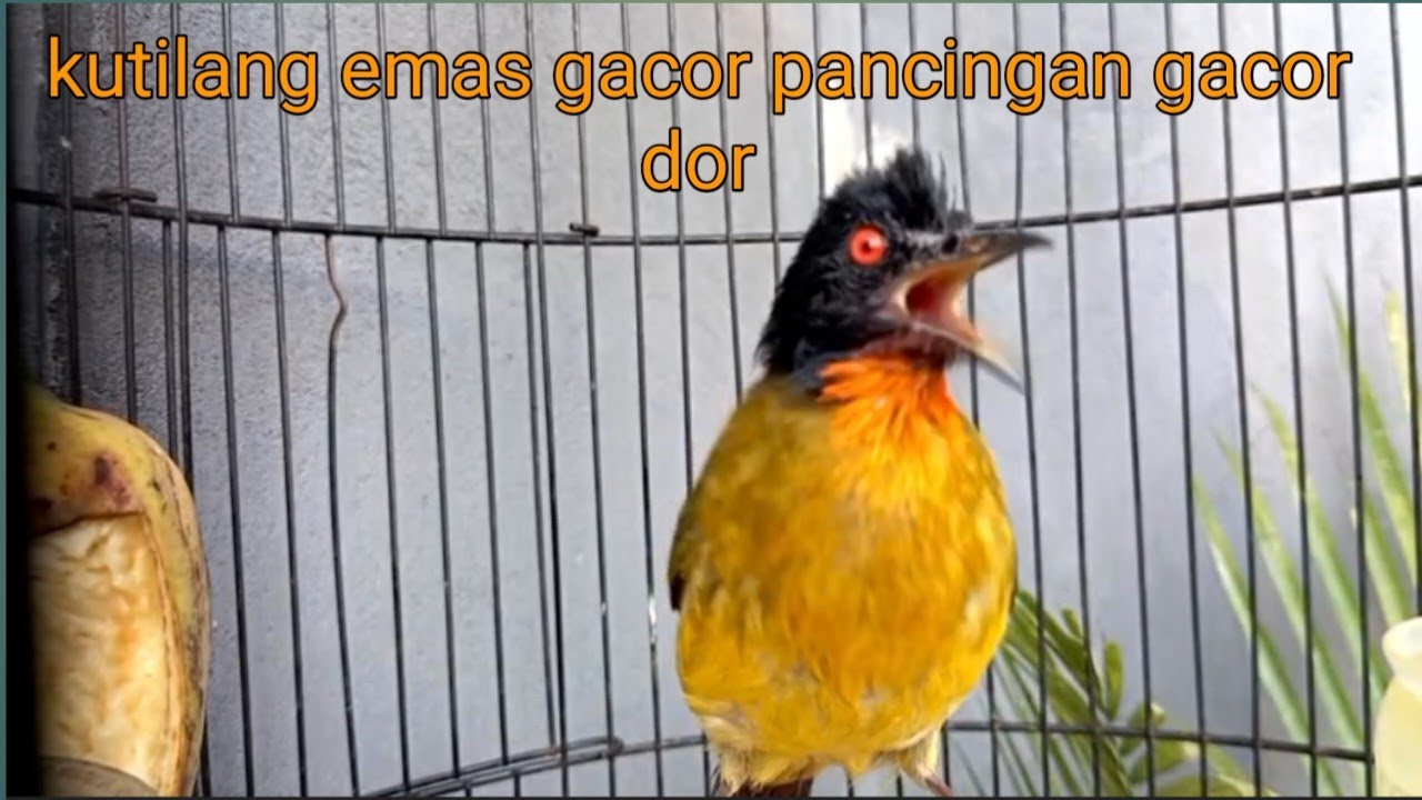 kutilang emas gacor pancingan gacor dor