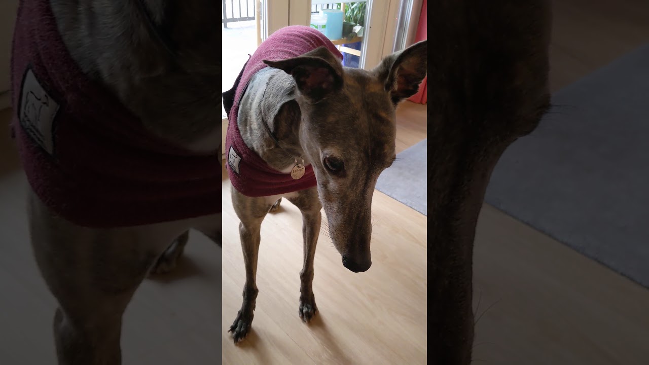 Rowdy the Greyhound's Breakfast Tantrum