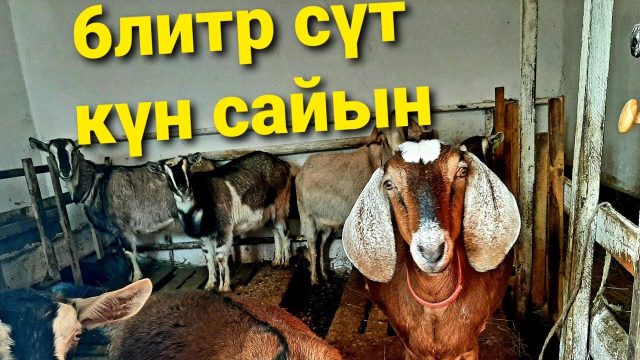 Бір Ешкіден 300мың Табасың 🔥🔥🐐🐐 6сотка Жерде 30 сүтті Ешкі Бизнесі