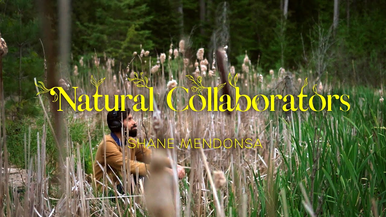 With synthesizers and sensors, a musician turns the pulse of the life of plants into beautiful music