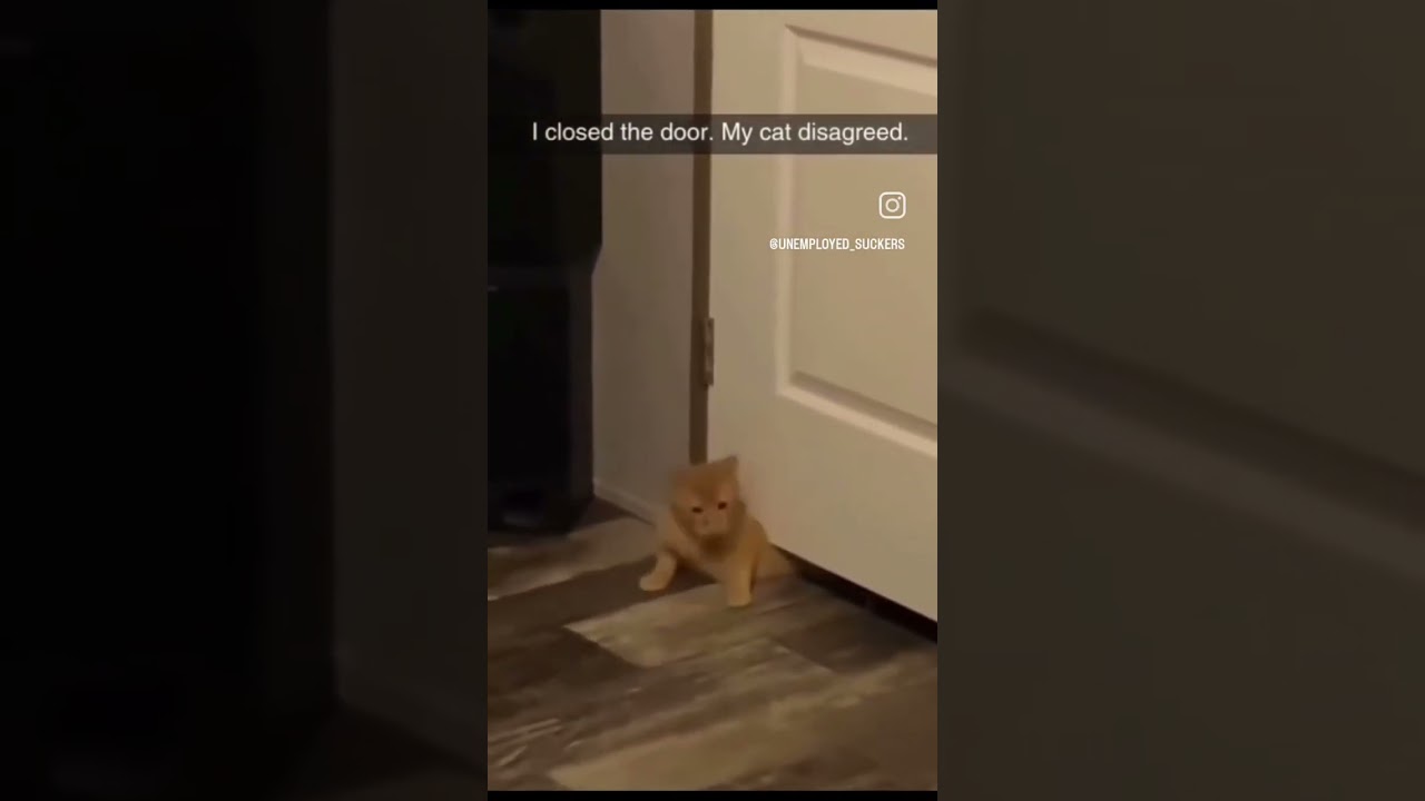 meow meow pissy pissy