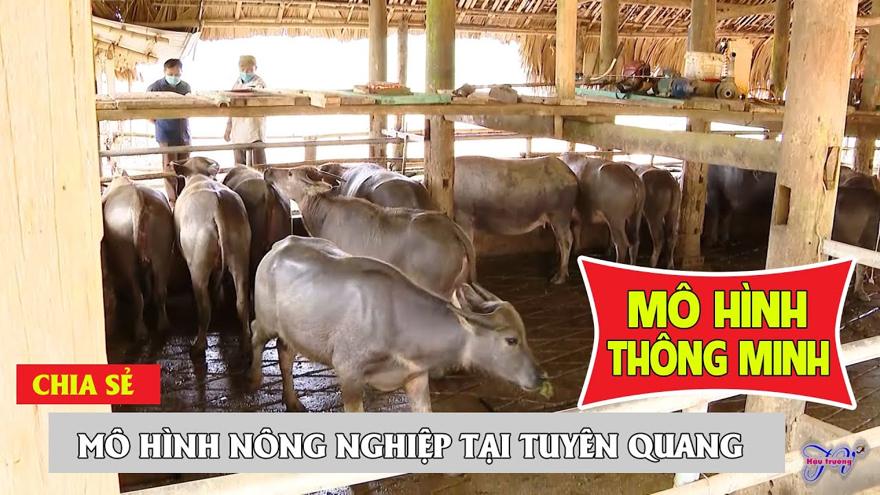 Quy Trình Chăn Nuôi Trâu Vỗ Béo Khép Kín Thông Minh Hiệu Quả Cao