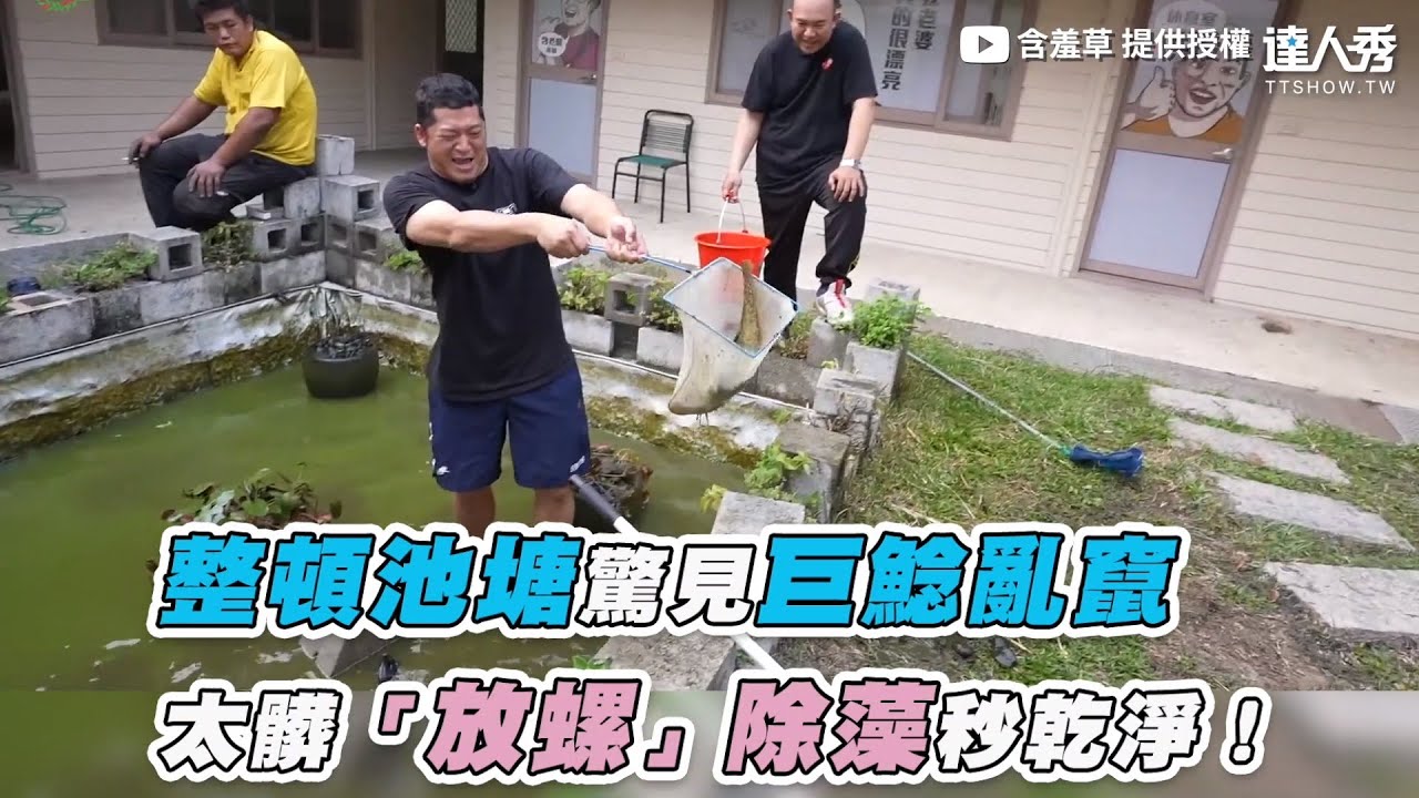 【整頓池塘驚見巨鯰亂竄  太髒「放螺」除藻秒乾淨！】｜@MIMOSAGO
