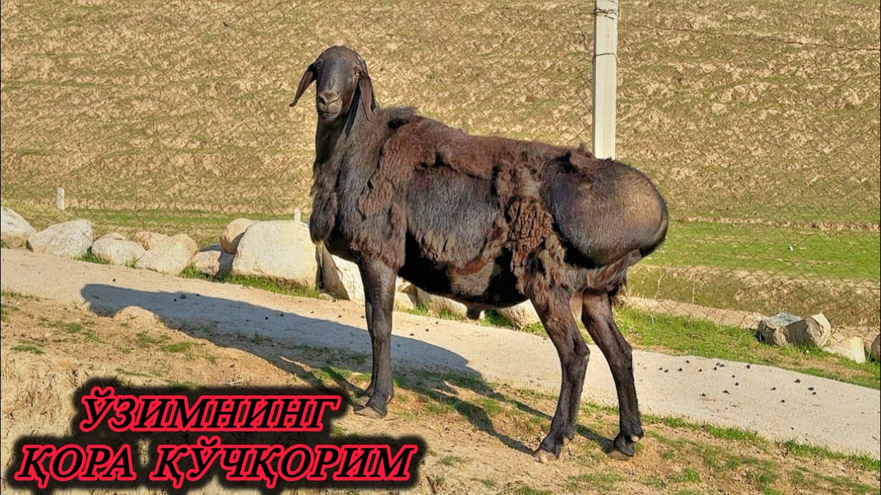 НАСЛДОР ҚЎЙ ТАНЛАШ БЎЙИЧА ҚЎЛЛАНМА