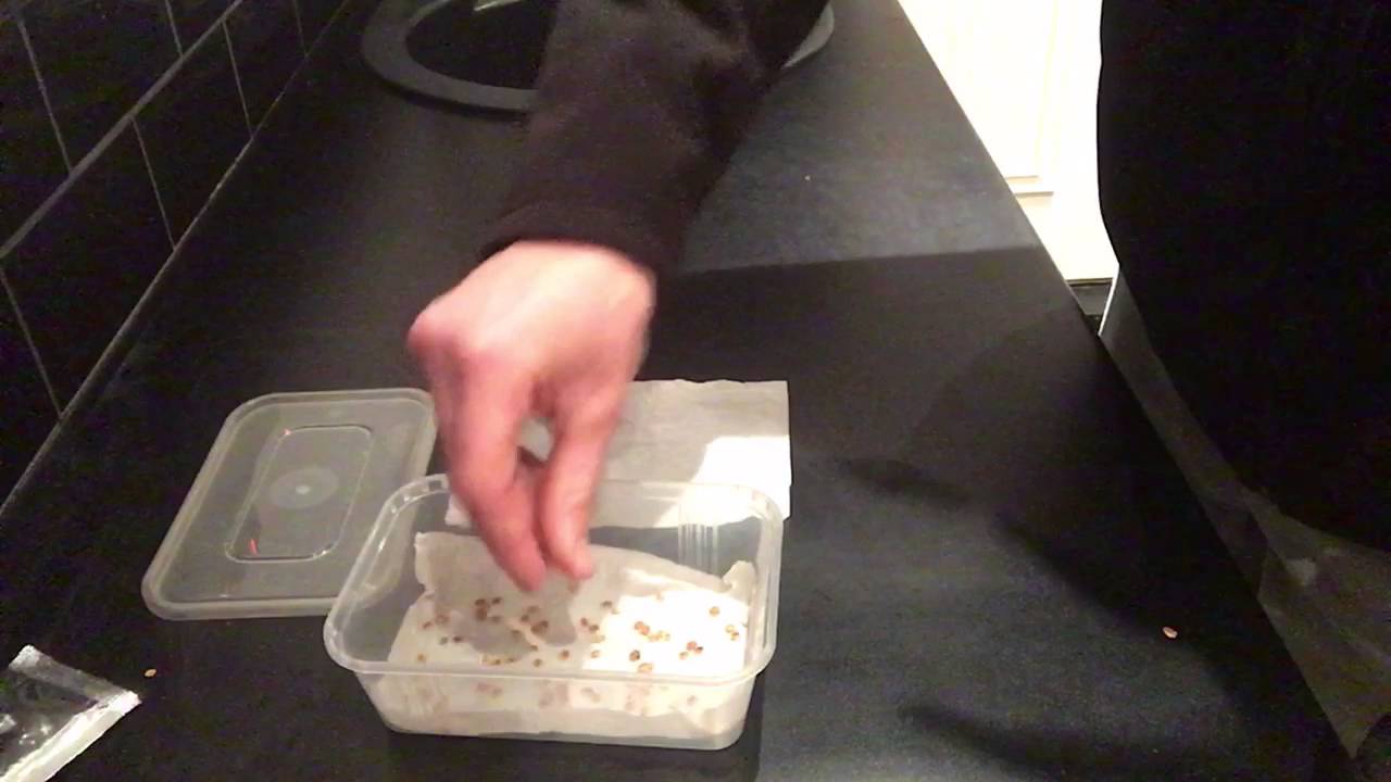Growing Long Parsnips For Exhibition Part 2. How to Chit Parsnip Seed