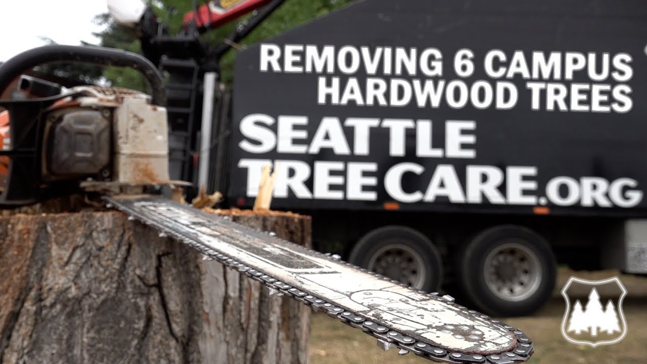 Big Tree Removal on Campus | Removing 6 Large  Hardwood Trees