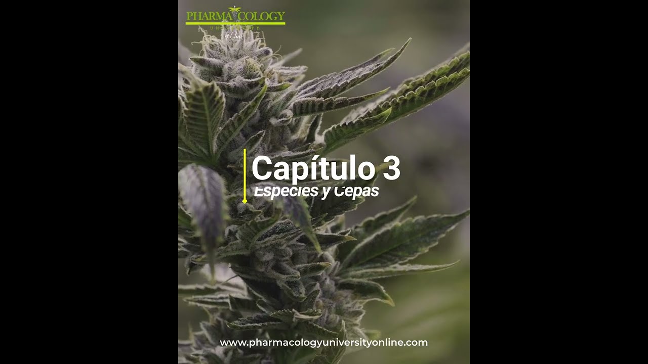 Especies y Cepas del Cannabis