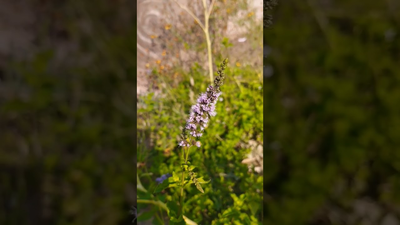Mentha spicata or spearmint plant #shorts #short #nature #healthy #gardening