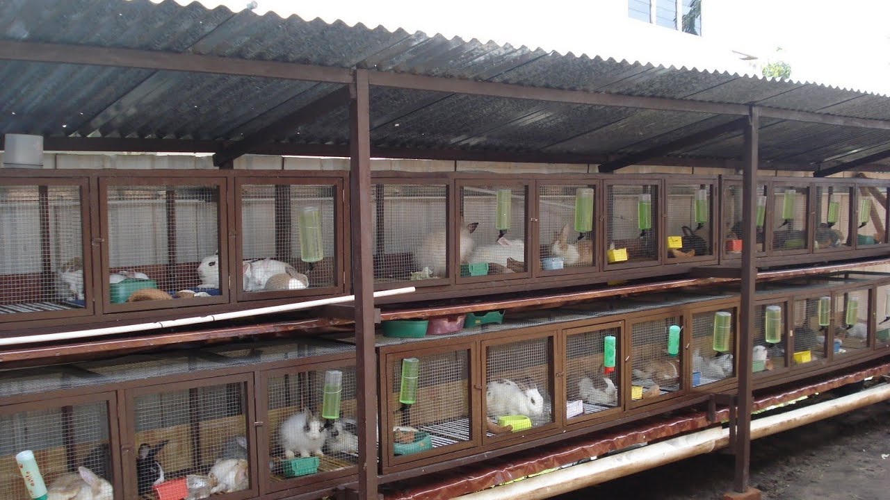 صناعة أقفاص للأرانب و طريقة تنضيف بسهولة (تربية الأرانب في الأقفاص) rabbit cage
