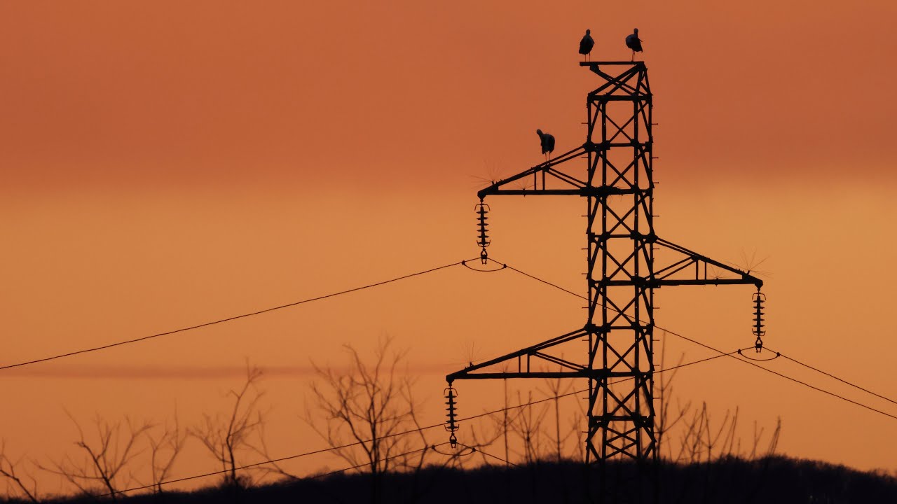 Cigognes en migration dans le Doubs à Pouligney-Lusans, mars 2023 (Canon R7 + 100x400 RF)