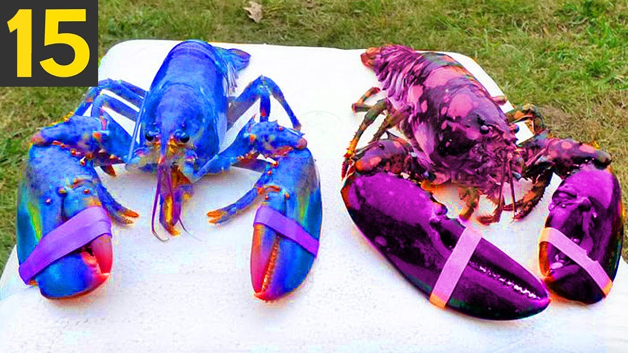 Top 15 MOST RARE LOBSTERS - Giant Rainbow Lobsters
