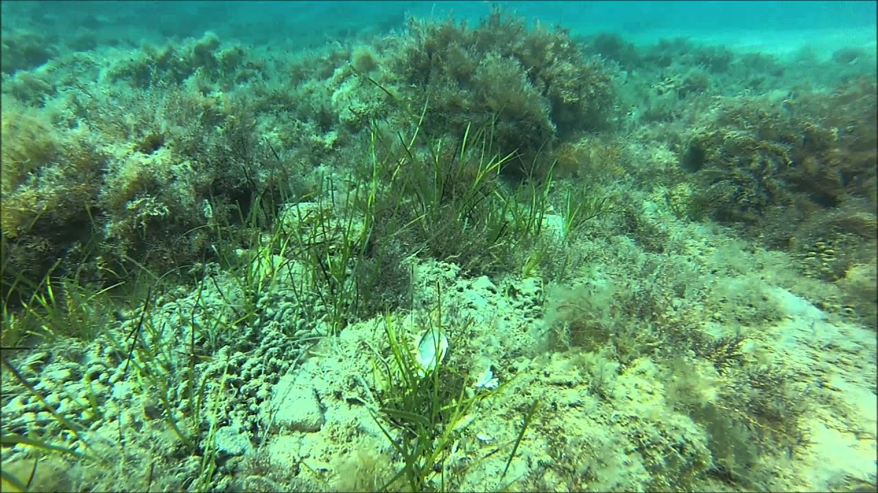 Zakynthos Snorkel