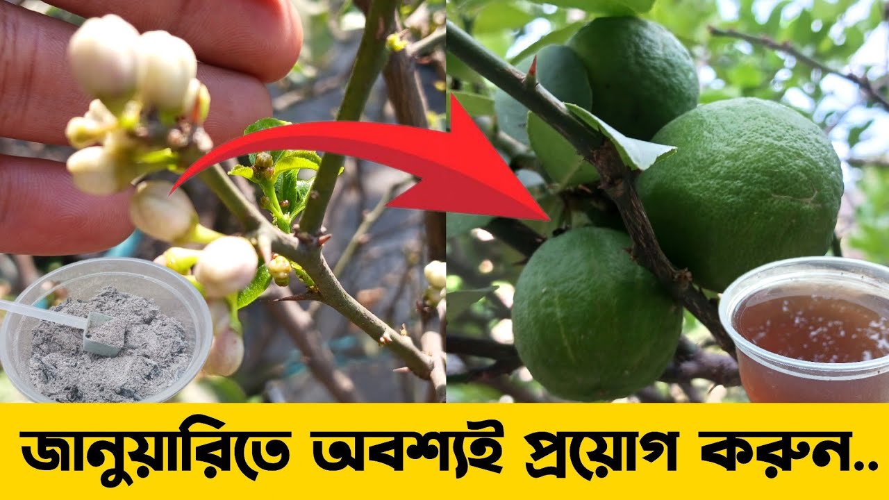 জানুয়ারির মাঝামাঝিতে ফ্রুটিং সিজেনের শুরুতেই লেবু গাছের বিশেষ পরিচর্যা ।। Lemon Plant Care 