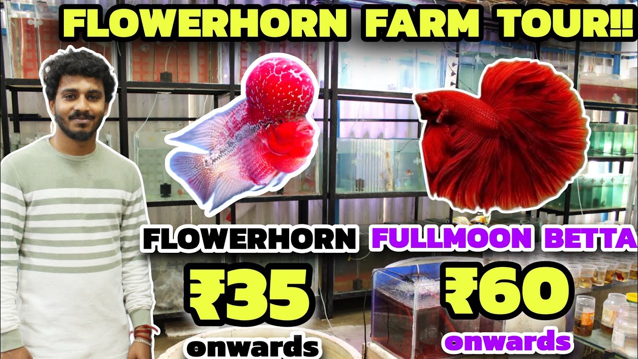 ₹35-க்கு FLOWERHORN மீன் விற்பனை!! | Flowerhorn fish farm in Coimbatore | Low Price flowerhorn sale|