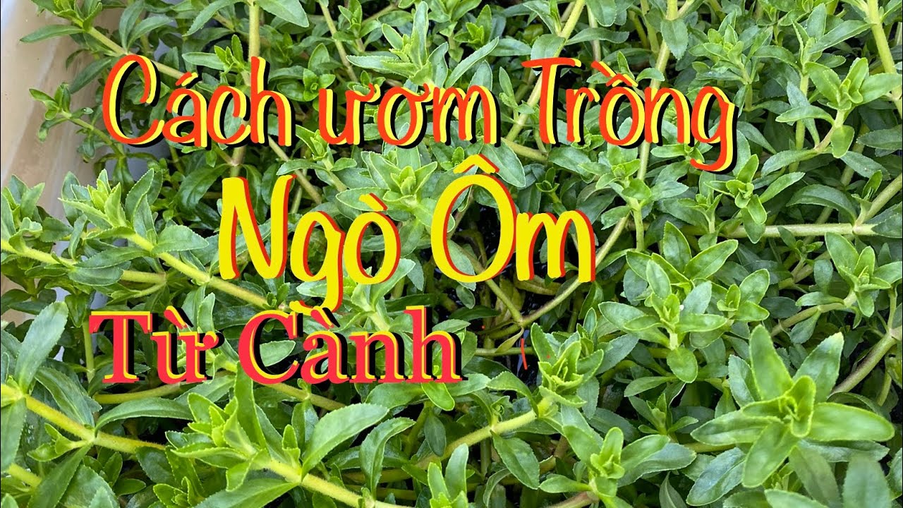 #213.cách ươm và trồng cây rau Ngò ôm( rau Ngổ)từ mớ rau mua ở siêu thị cực nhanh và hiệu quả cao.