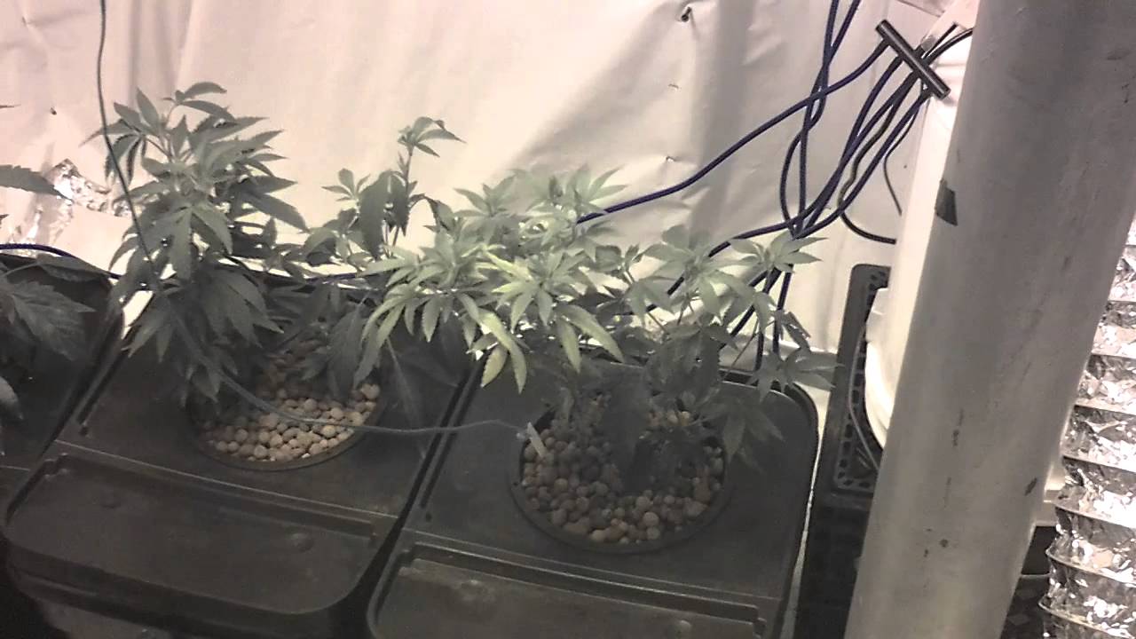 Day 3 veg Devils Tear, Alien Abduction, Purple Haz