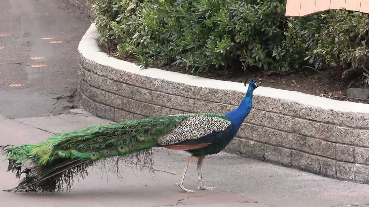 Brief Tour of San Diego Zoo
