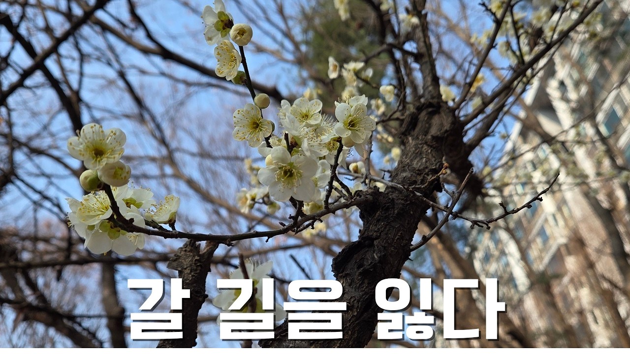 유성 오일장, 중앙시장, 한민시장까지 우연히 가다.
